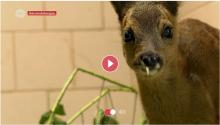 reetje te zien op tv oost