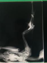 x-ray buizerd kogels in vleugel