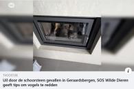 reportage uil in kachel door tv-oost