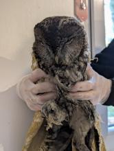 bosuil vol met roet