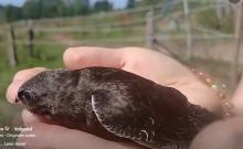 gierzwaluw op hand,  klaar om uit te vliegen