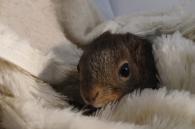 jonge dierenseizoen: eekhoorntje