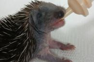 egel jong krijgt papfles