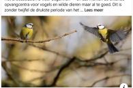vogelbescherming vlaanderen